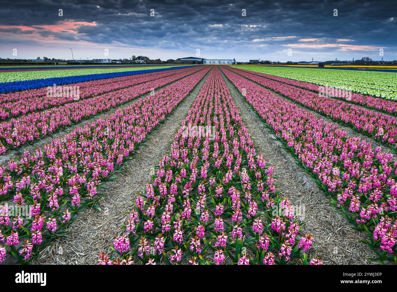 Vibrant tulip fields bloom under dramatic skies during early spring season Stock Photo