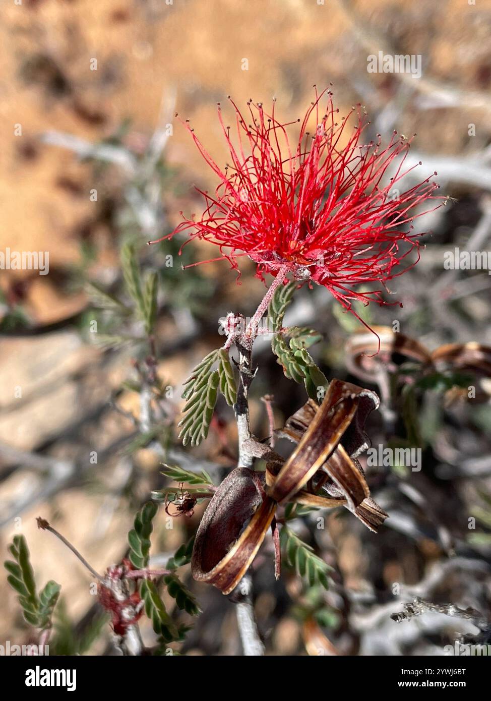 Interesting Info About Baja Fairy Duster Calliandra Californica