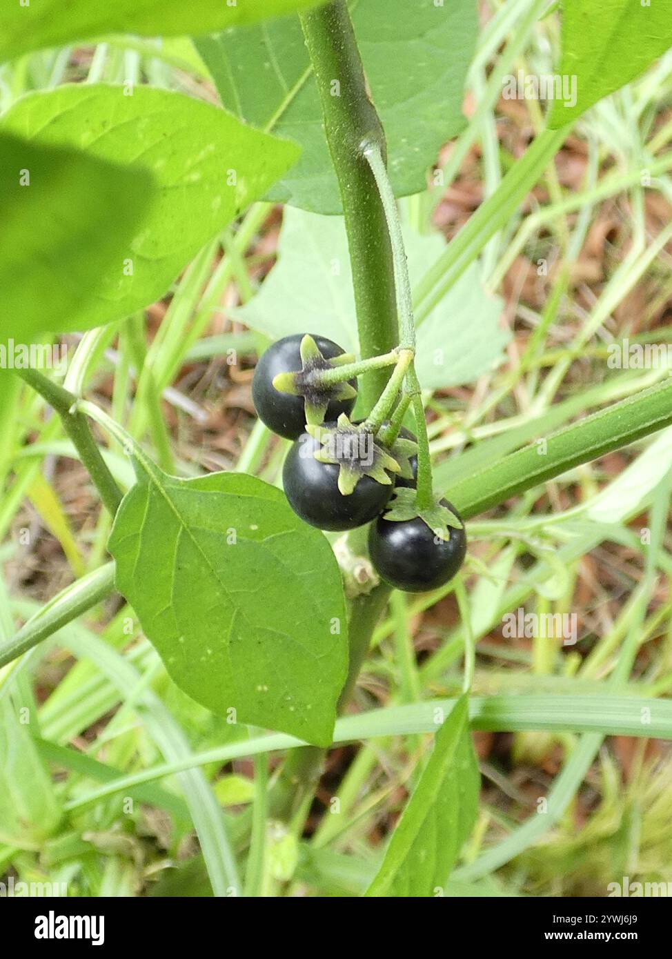 eastern black nightshade (Solanum emulans Stock Photo - Alamy