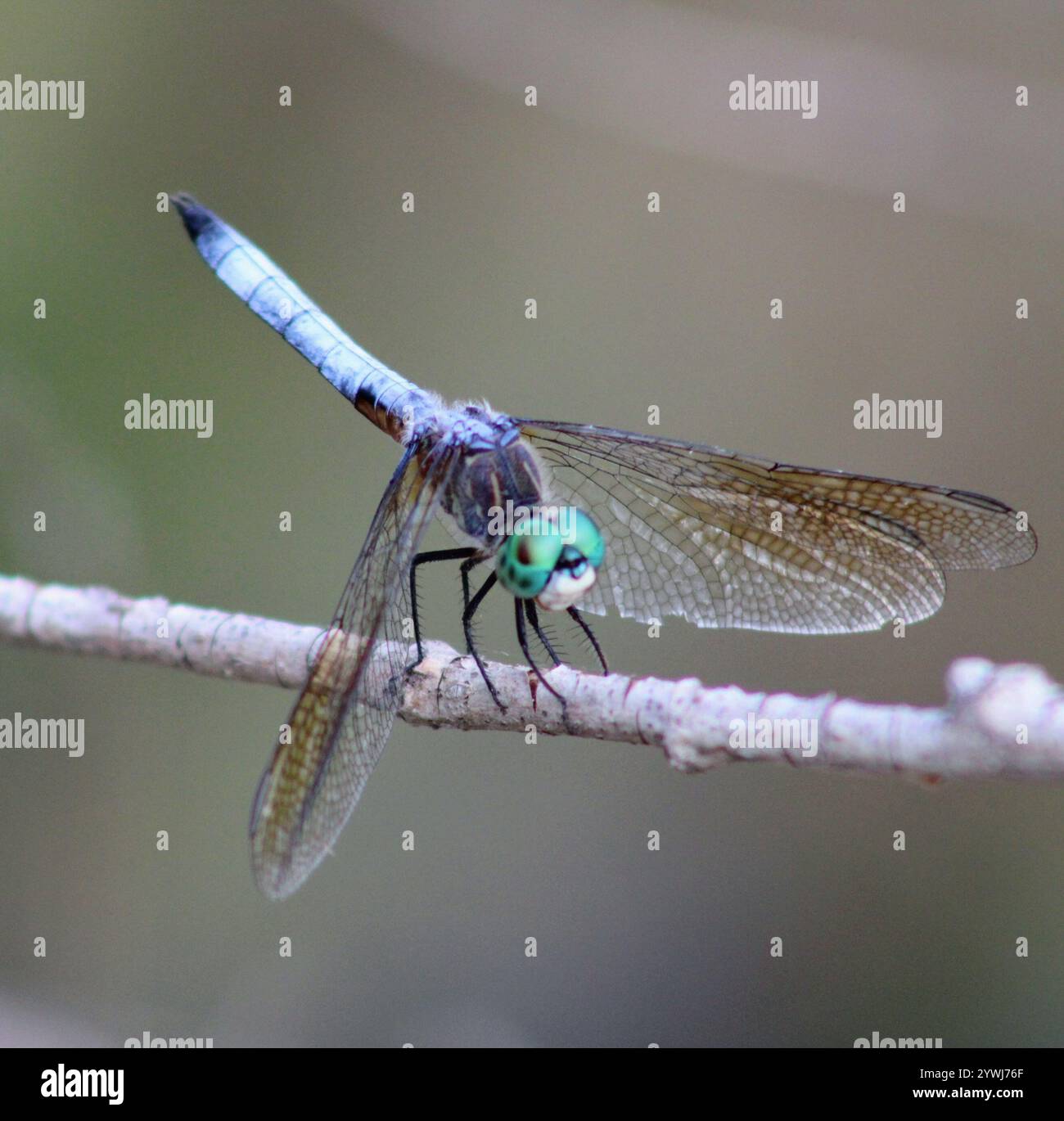 Blue Dasher (Pachydiplax longipennis Stock Photo - Alamy