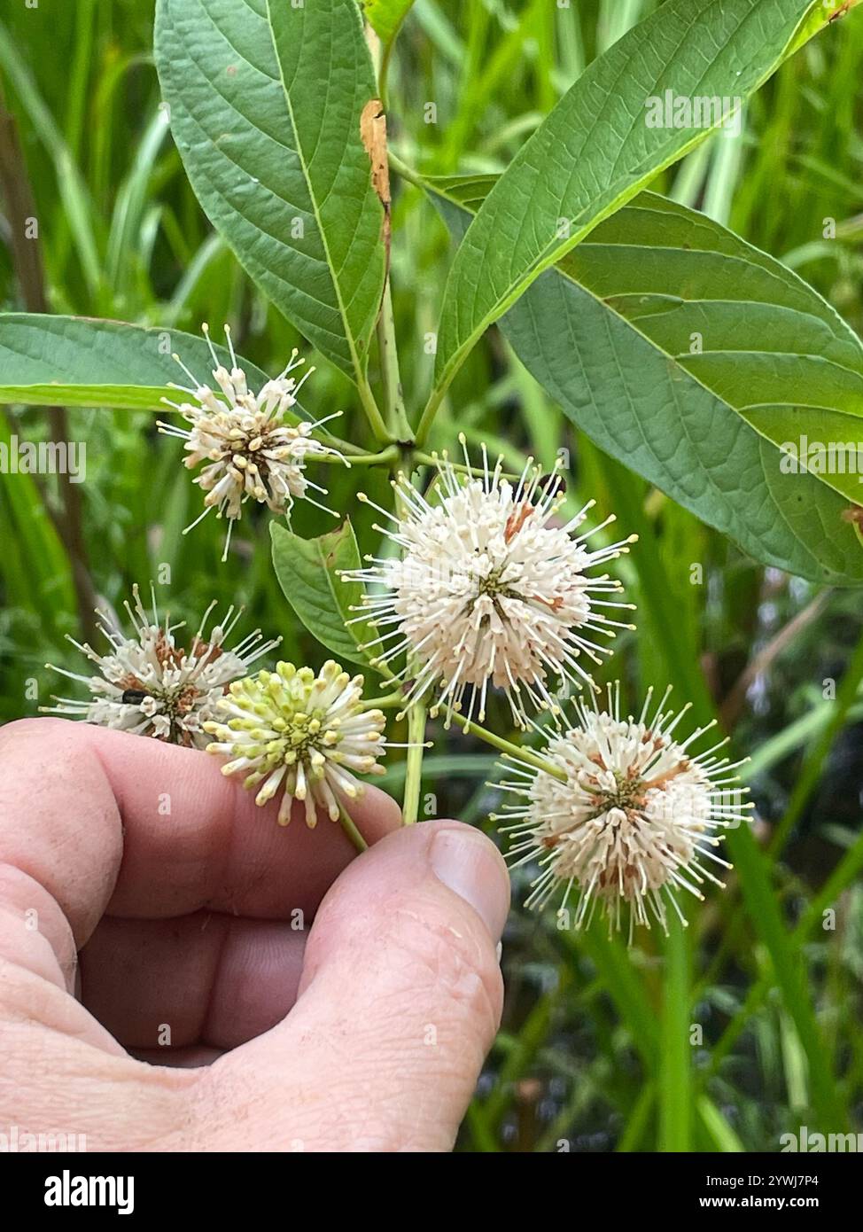 buttonbush (Cephalanthus occidentalis Stock Photo - Alamy
