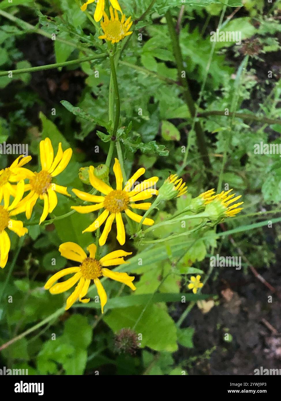 Marsh Ragwort (Jacobaea aquatica Stock Photo - Alamy