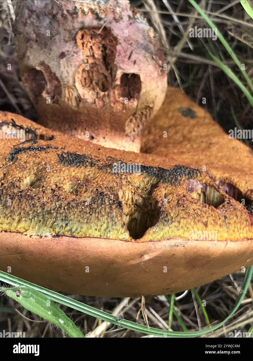 Lurid Bolete (Suillellus luridus Stock Photo - Alamy
