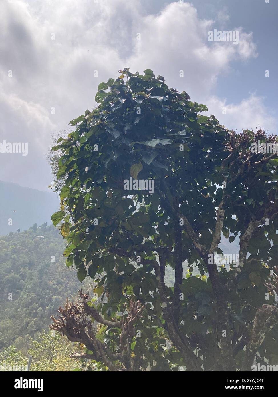 Roxburgh fig (Ficus auriculata Stock Photo - Alamy