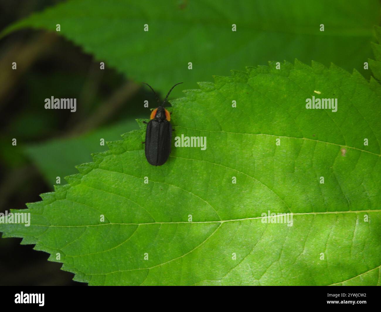 Black firefly hi-res stock photography and images - Alamy