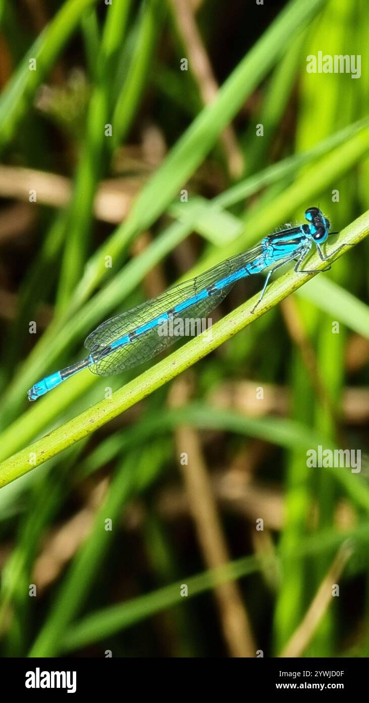 Azure Damselfly (Coenagrion puella Stock Photo - Alamy