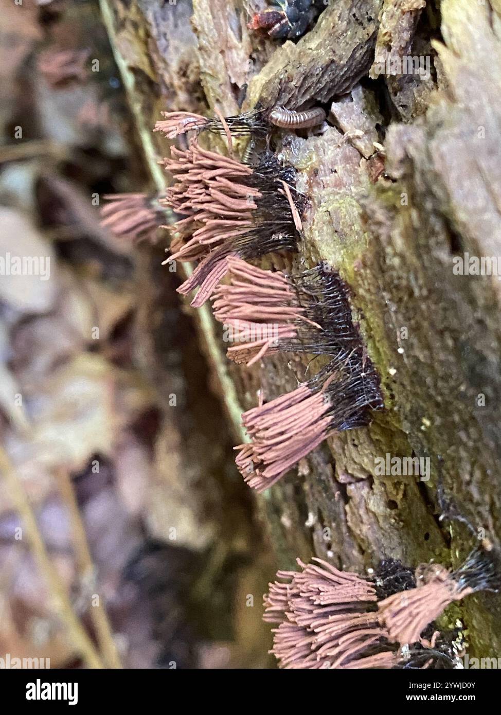 Stemonitis Splendens chocolate tube slime (Stemonitis splendens Stock Photo - Alamy