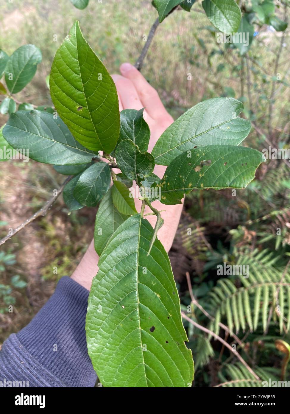 Nepal Alder (Alnus nepalensis Stock Photo Alamy