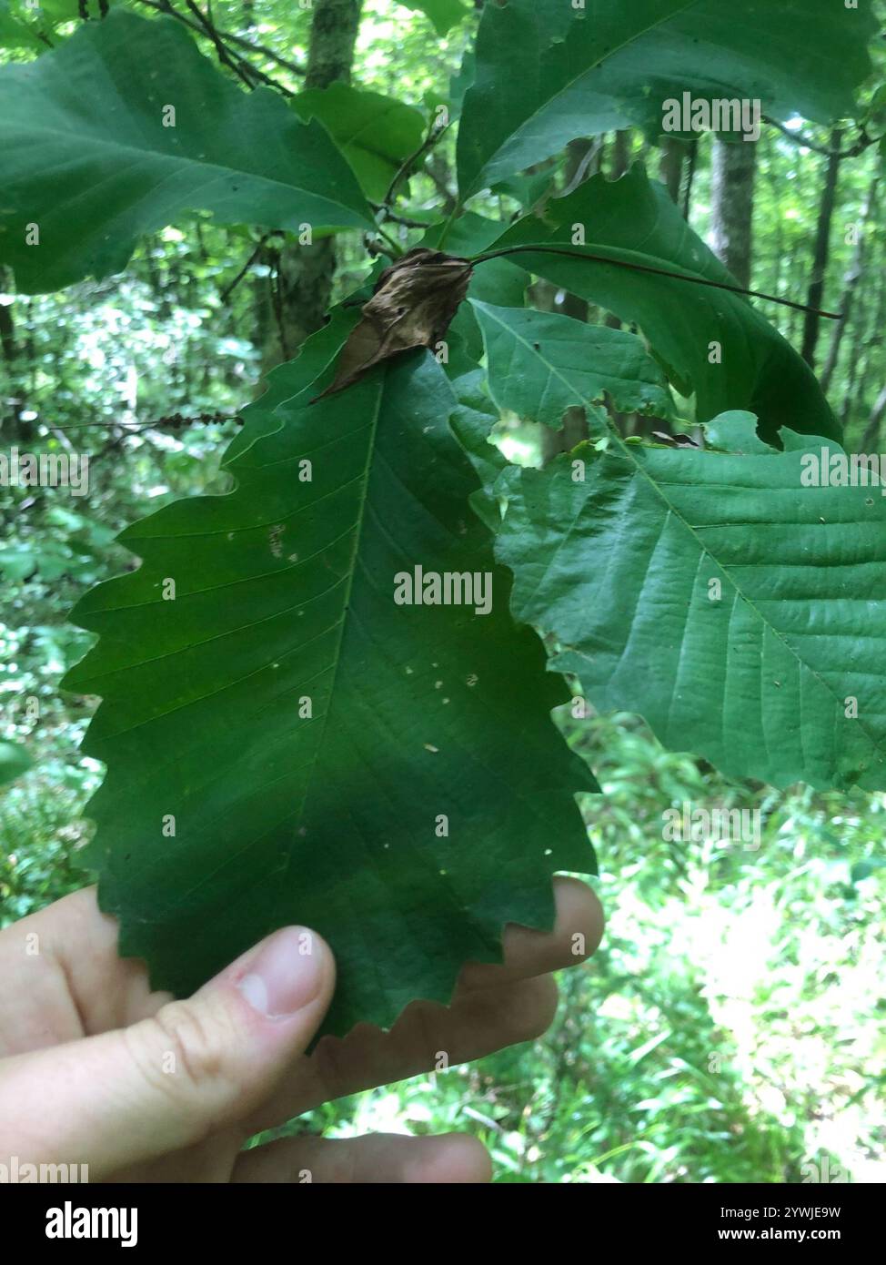 chinkapin oak (Quercus muehlenbergii Stock Photo - Alamy