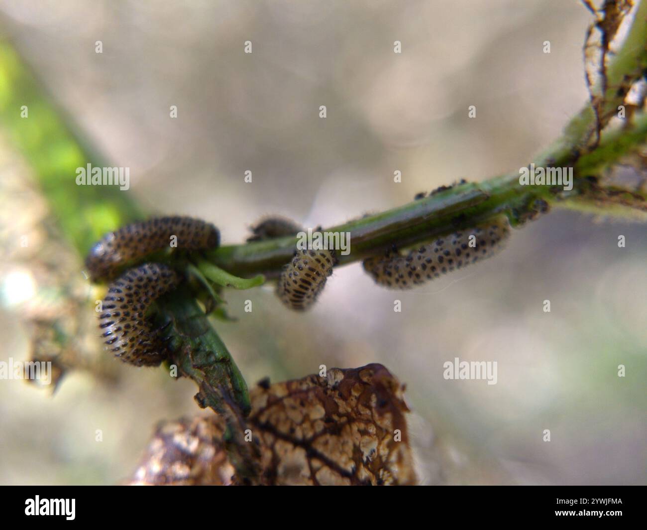 Skeletonizing Insects Skeletonizing hi-res stock photography and images - Alamy