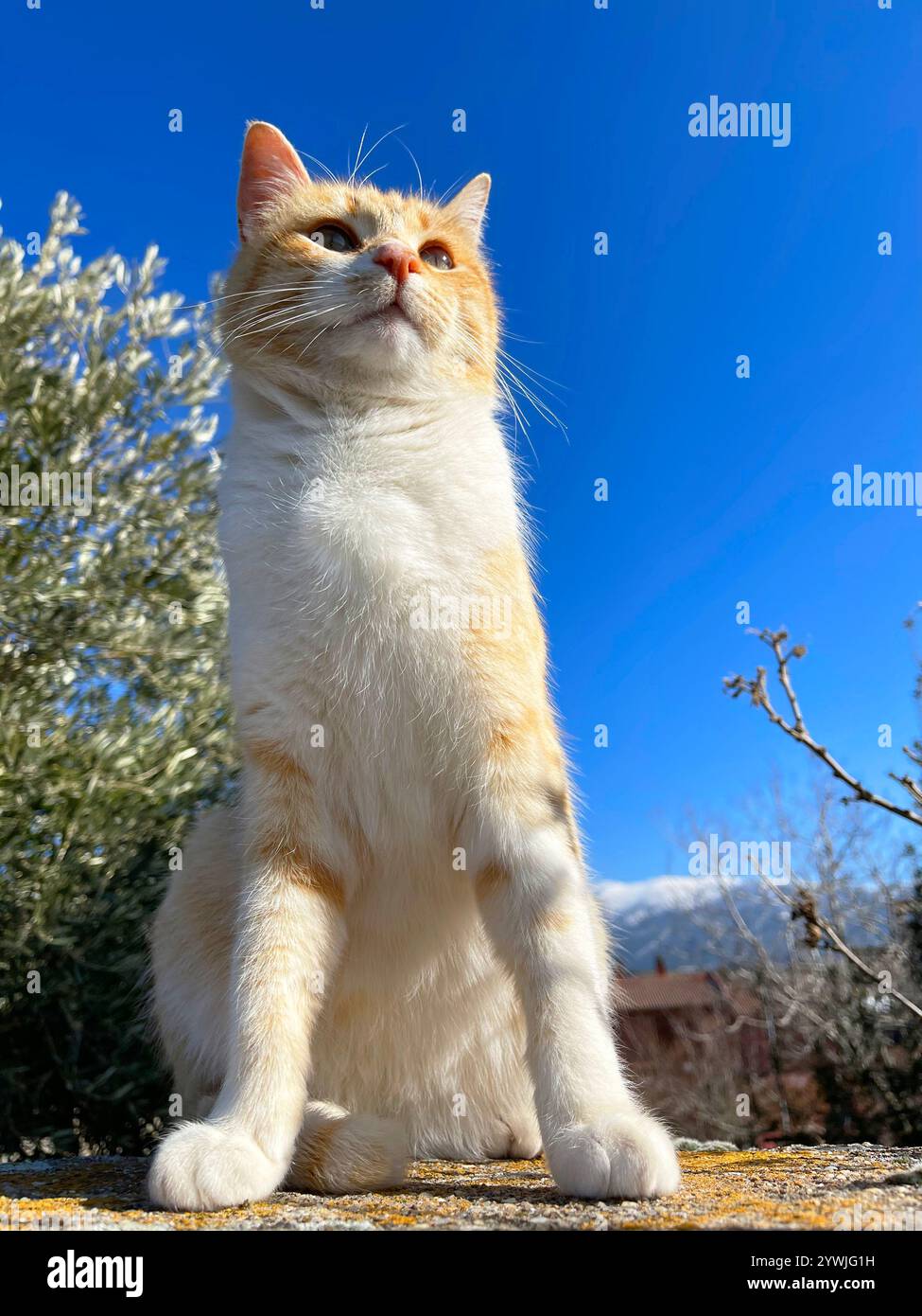 Tabby and white cat sitting. - Smartphone Captured Stock Image