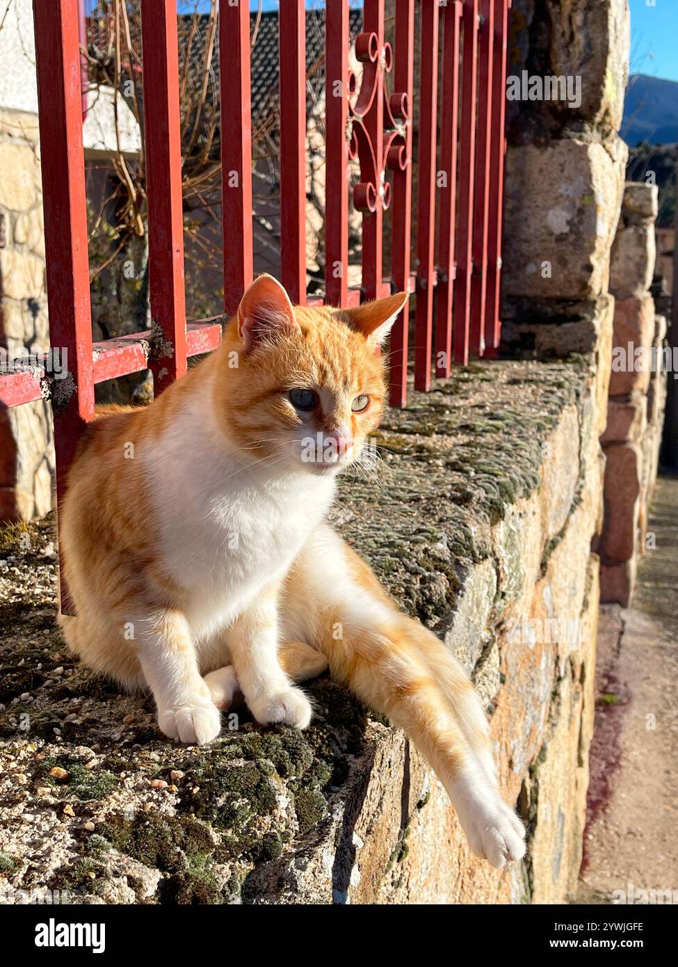 Tabby and white cat sitting. - Smartphone Captured Stock Image