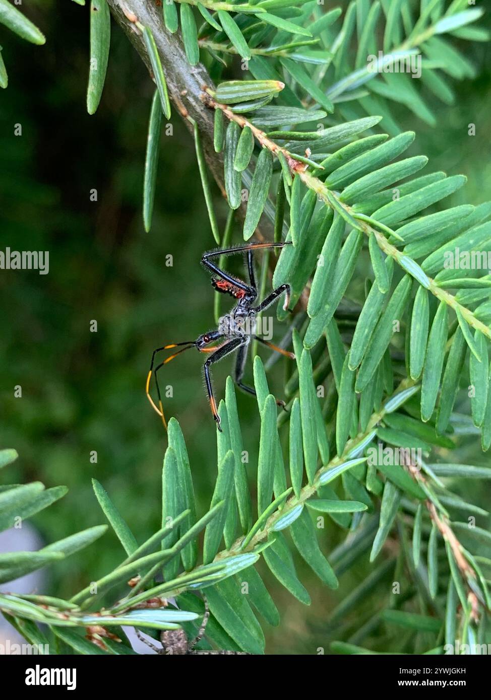 Arilus Bug North american wheel bug hi-res stock photography and images - Alamy