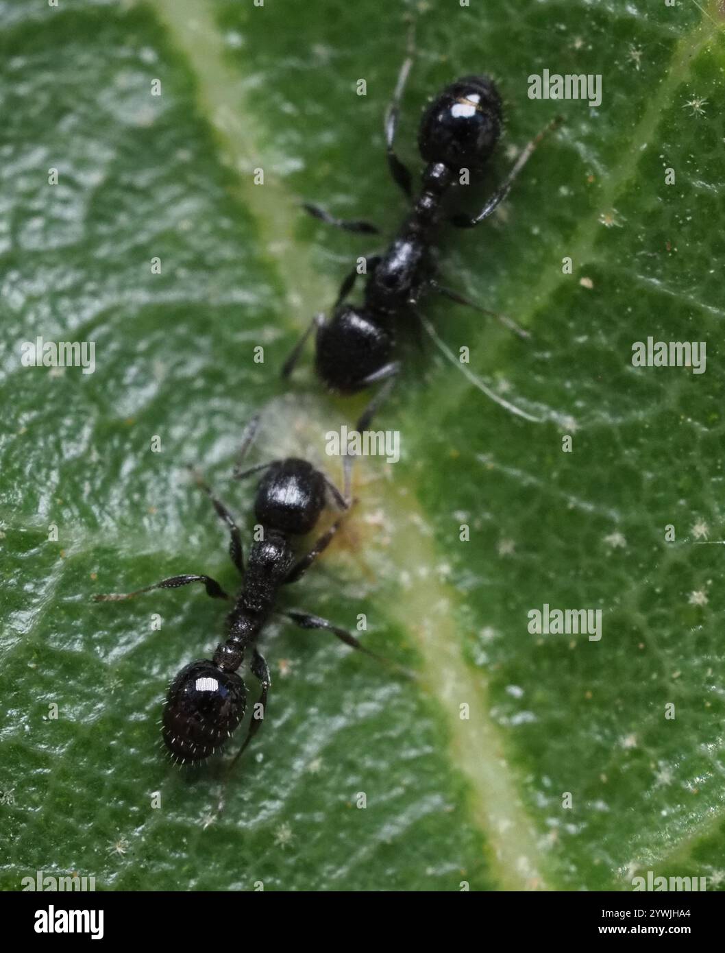 (Temnothorax obturator) Stock Photo