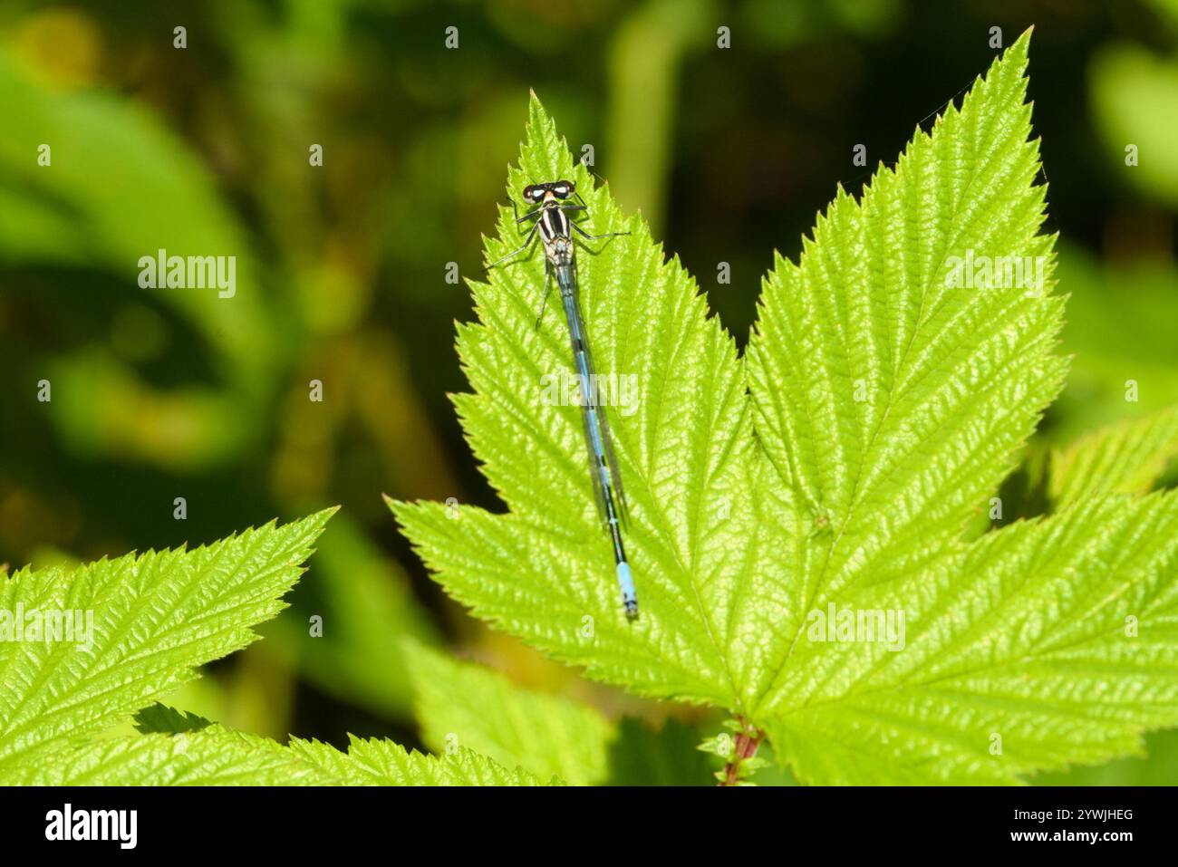 Azure Damselfly (Coenagrion puella Stock Photo - Alamy
