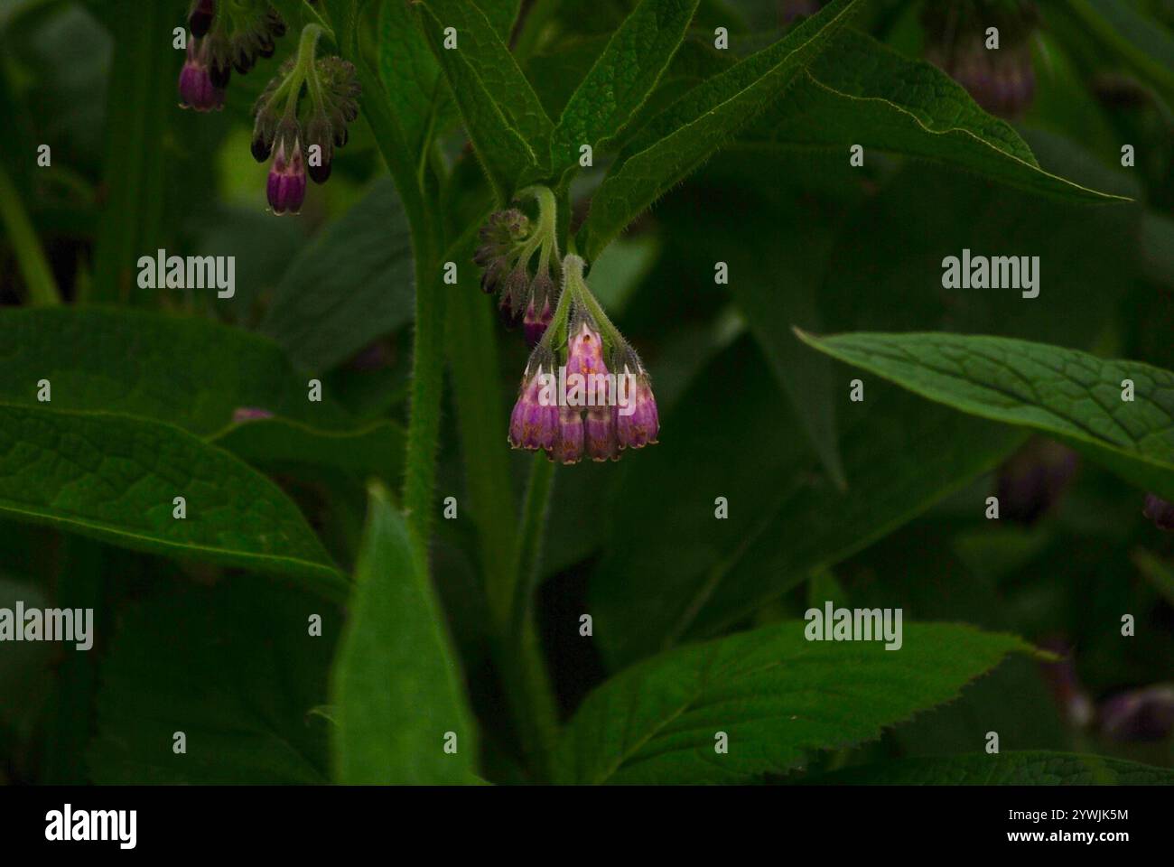common comfrey (Symphytum officinale Stock Photo - Alamy