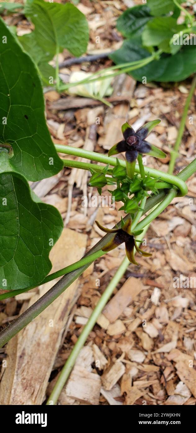 Anglepod (Gonolobus suberosus Stock Photo - Alamy