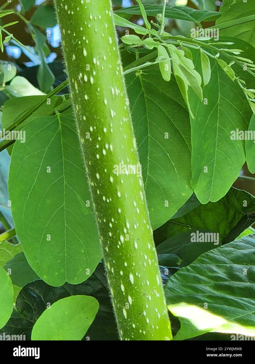 Primcess Tree princess tree (Paulownia tomentosa Stock Photo - Alamy