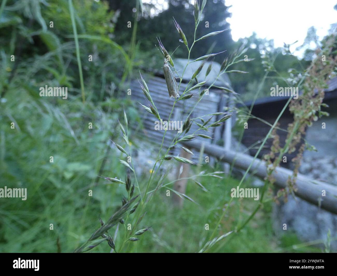 Hook-streaked Grass-veneer (Crambus lathoniellus Stock Photo - Alamy