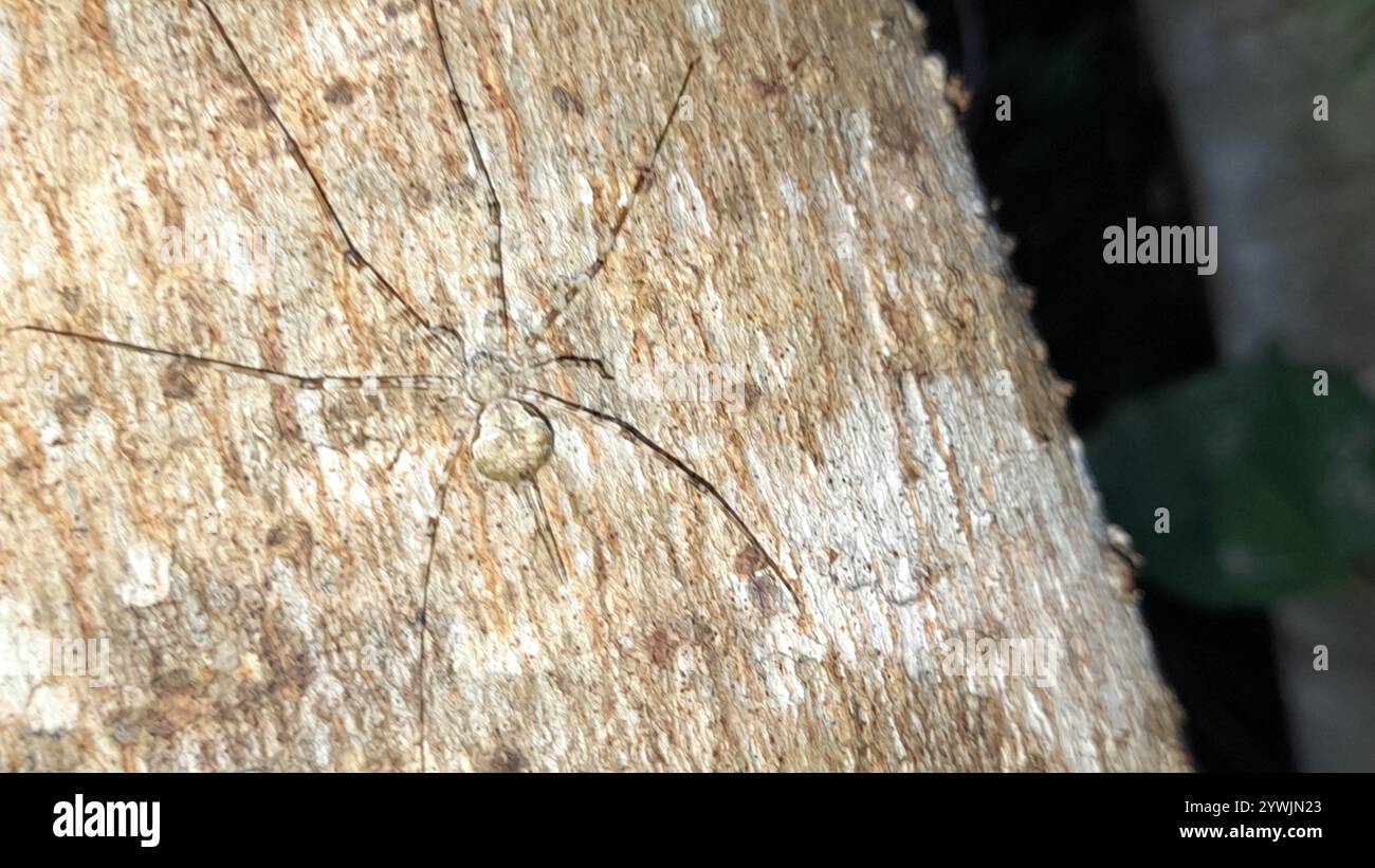 Mexican Two-tailed Spider (Neotama mexicana Stock Photo - Alamy