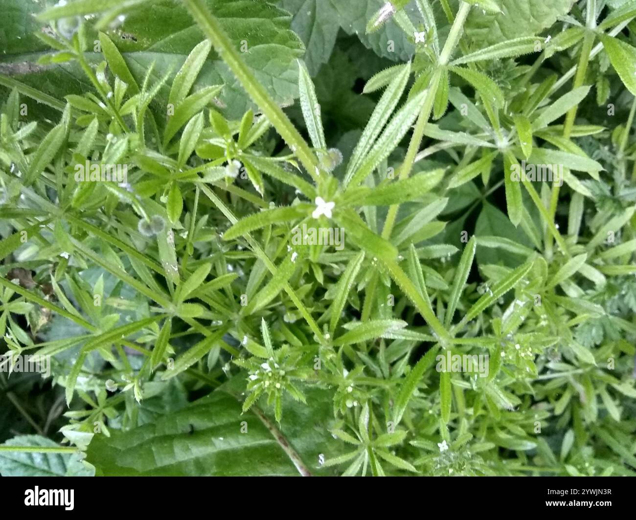 catchweed bedstraw (Galium aparine Stock Photo - Alamy