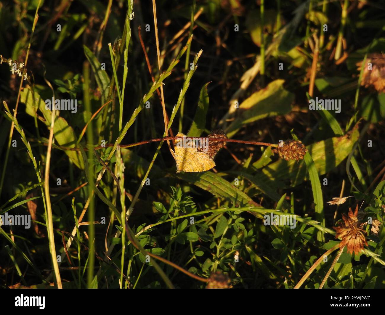 Yellow Shell Name Yellow Shell Moth (Camptogramma bilineata Stock Photo - Alamy