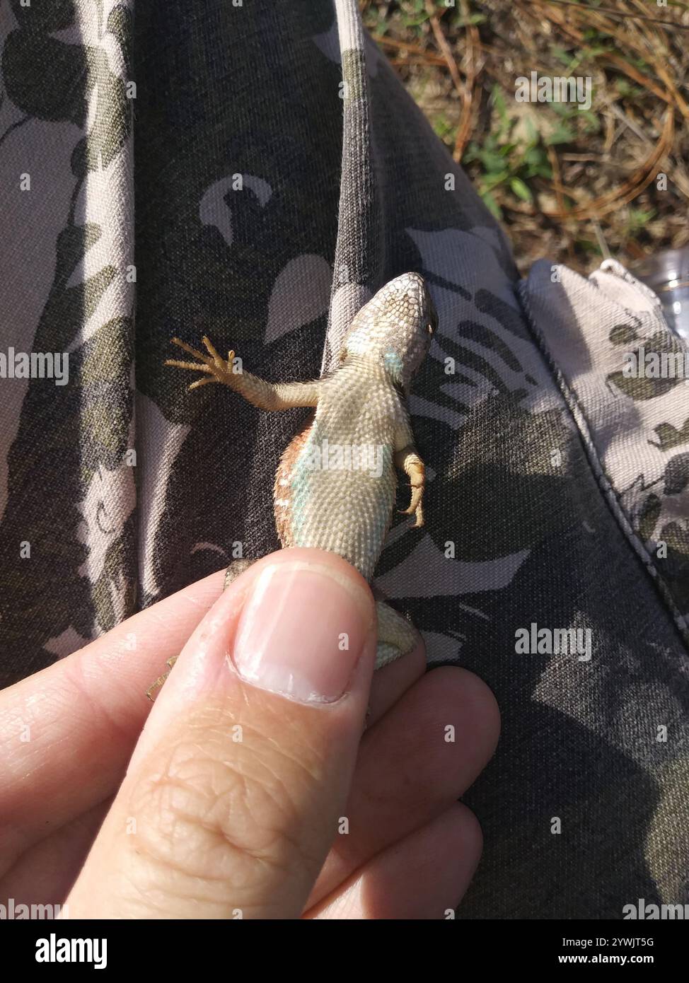 Florida Scrub Lizard (Sceloporus woodi Stock Photo - Alamy