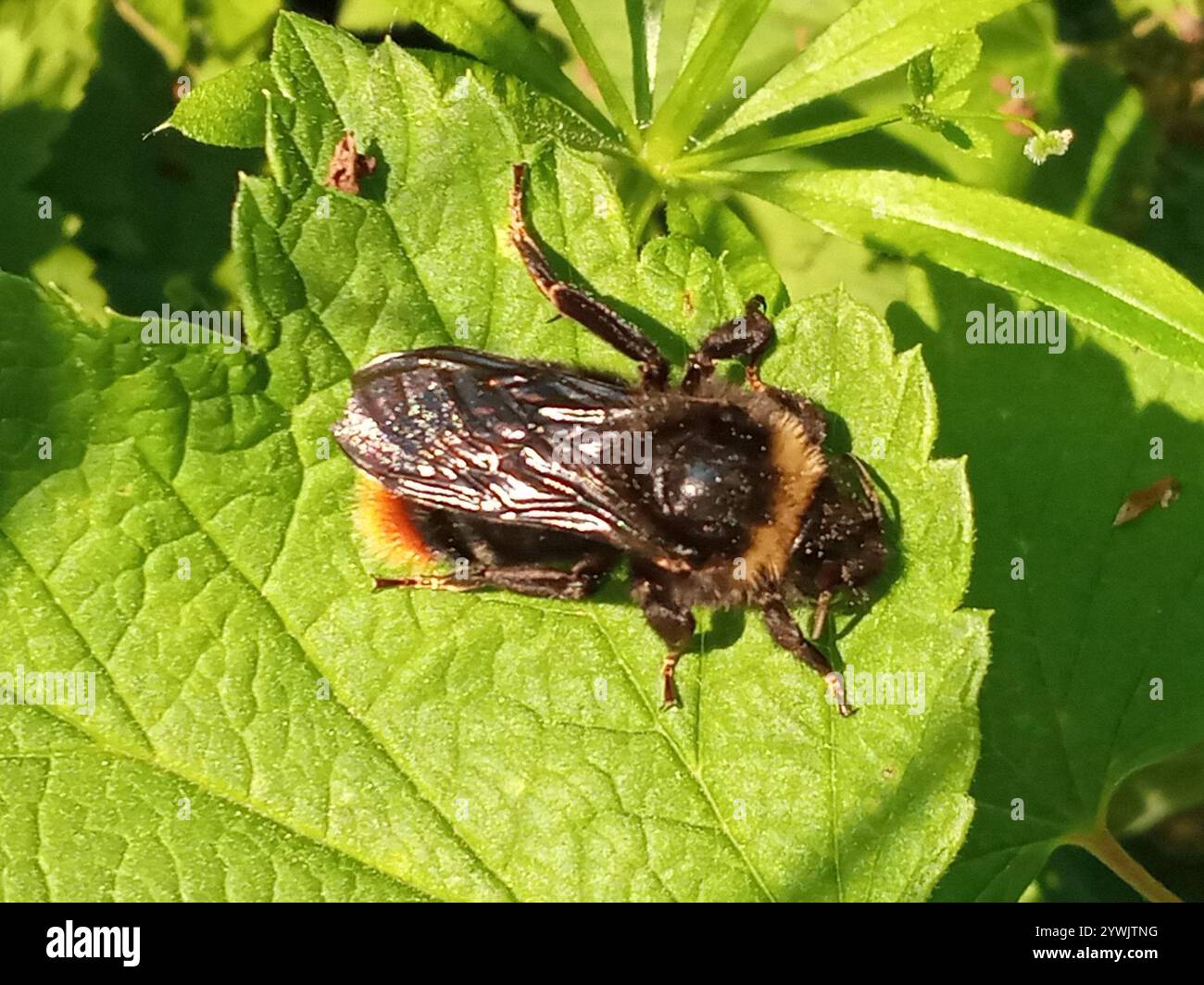 Hill Cuckoo Bumble bee (Bombus rupestris Stock Photo - Alamy