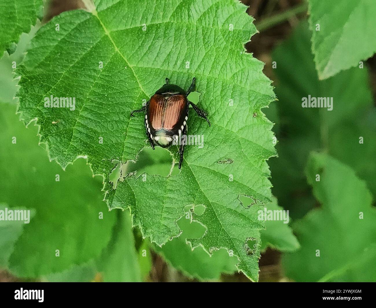 Japanese Beetle (Popillia japonica Stock Photo - Alamy