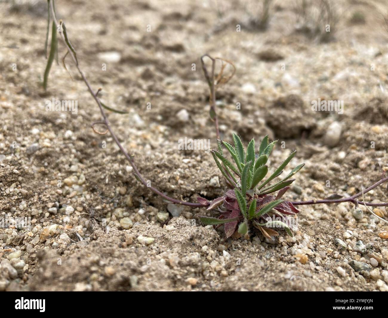 rabbit-ear rockcress (Boechera pendulina Stock Photo - Alamy