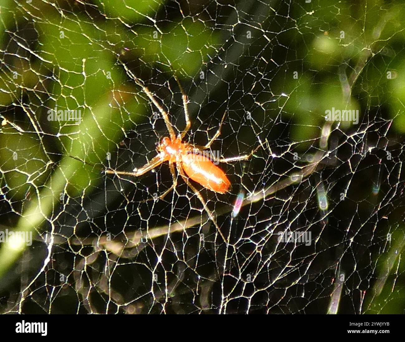 Black-tailed Red Sheetweaver (Florinda coccinea Stock Photo - Alamy