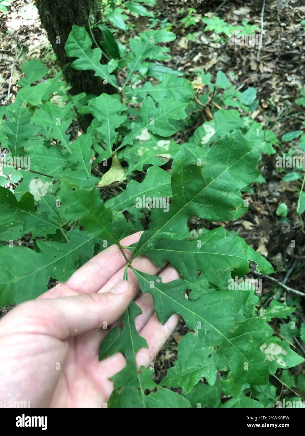 Quercus lyrata hi-res stock photography and images - Alamy