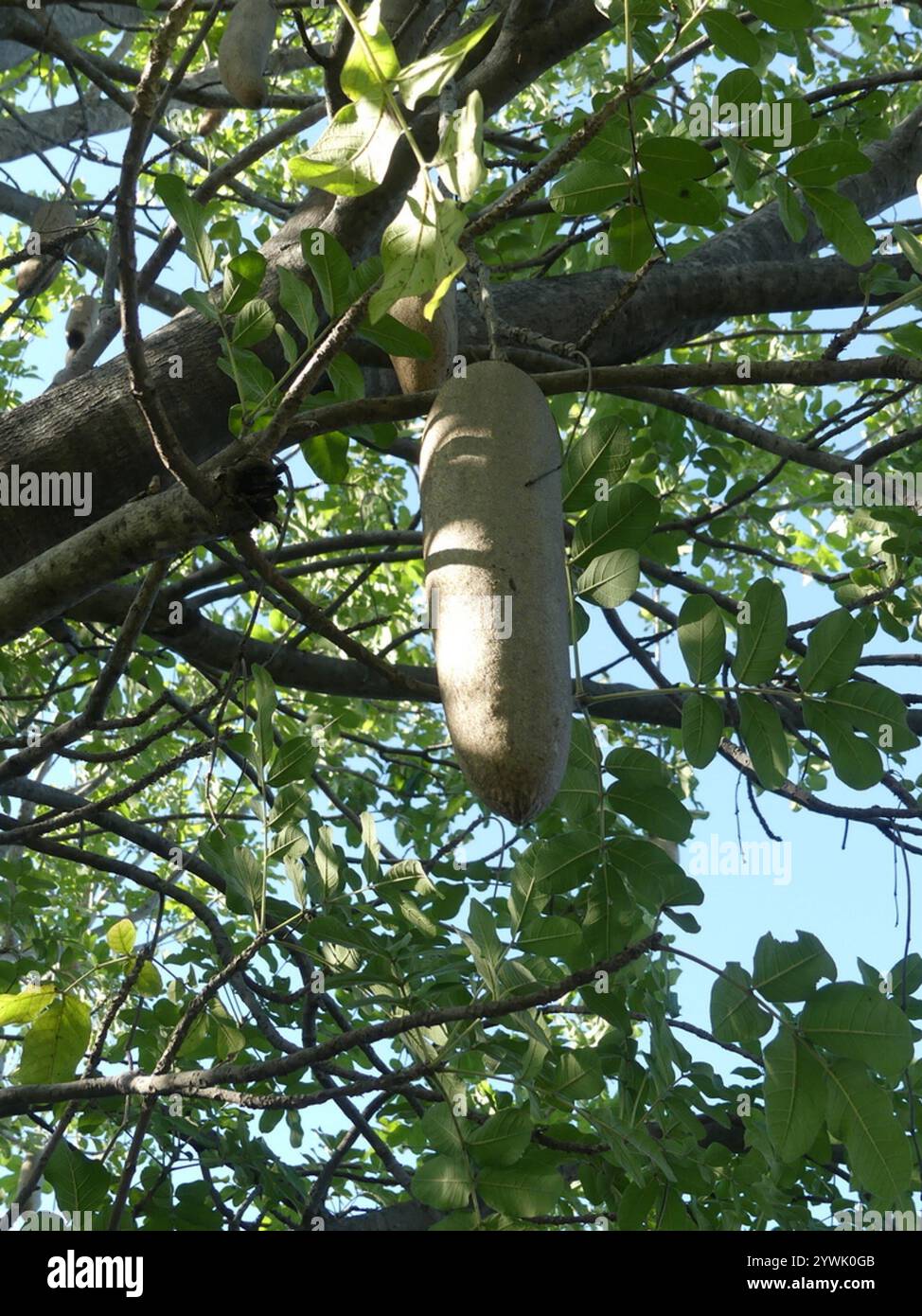 Sausage tree (Kigelia africana Stock Photo - Alamy