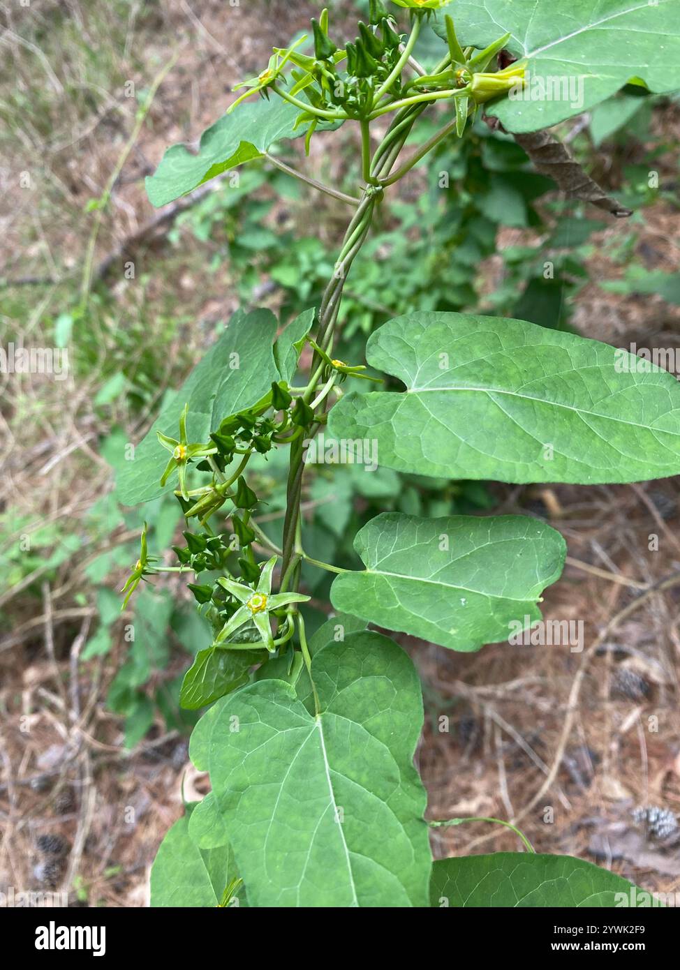 Anglepod (Gonolobus suberosus Stock Photo - Alamy