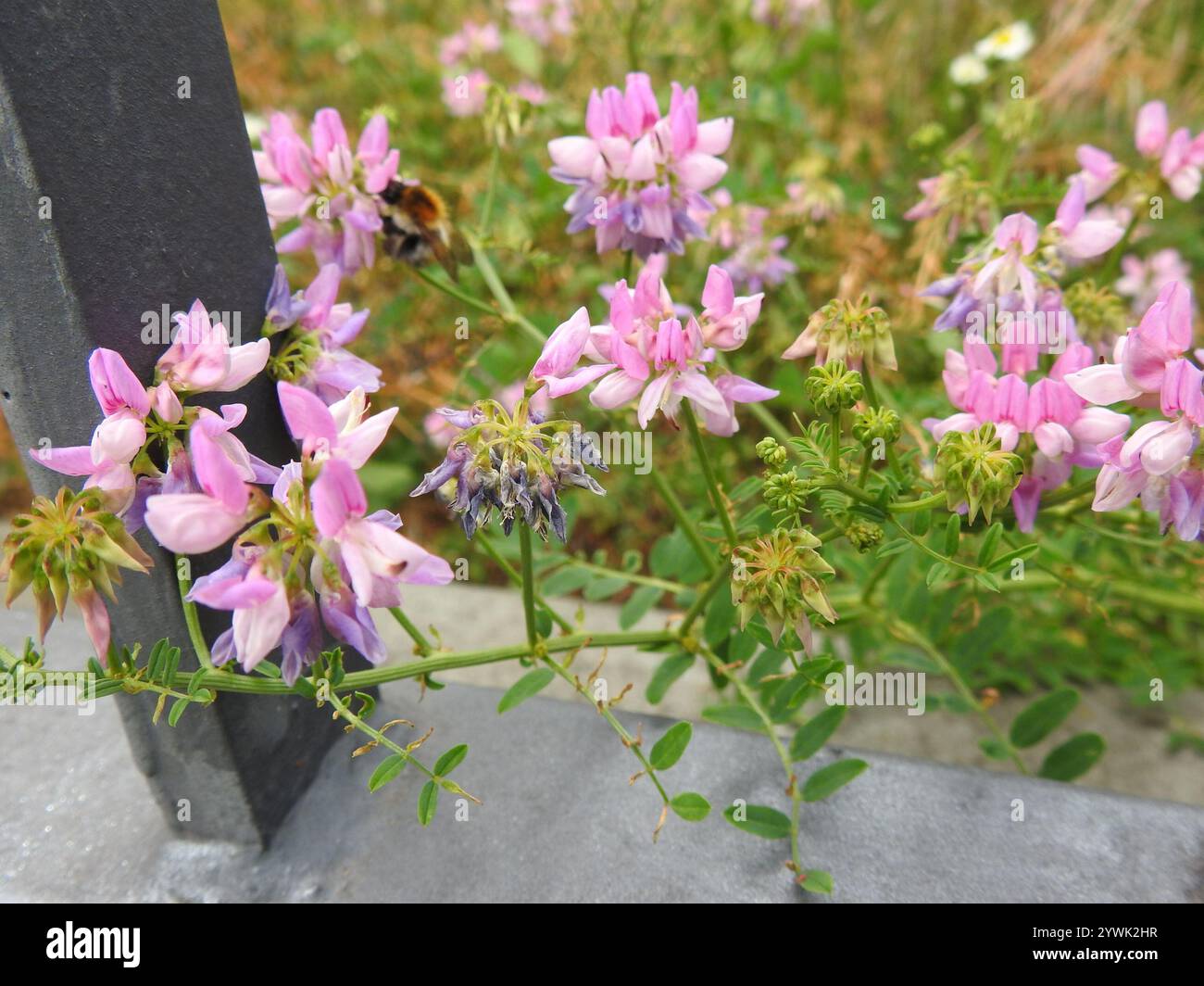 purple crownvetch (Securigera varia Stock Photo - Alamy