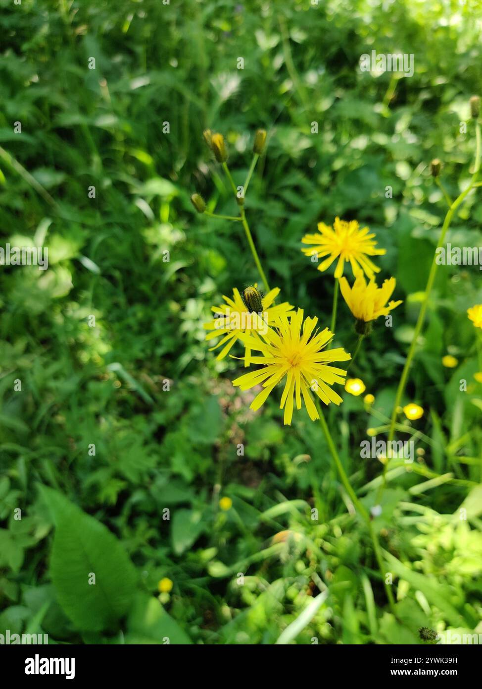 dandelions, hawksbeards, and rattlesnake roots (Crepidinae Stock Photo ...
