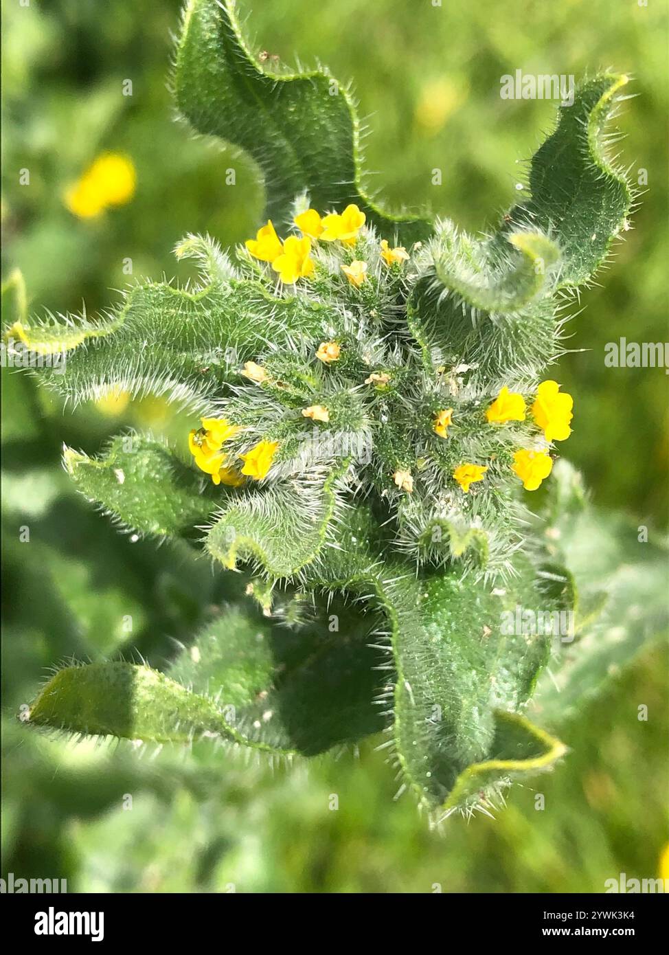 Common Fiddleneck (Amsinckia menziesii Stock Photo - Alamy
