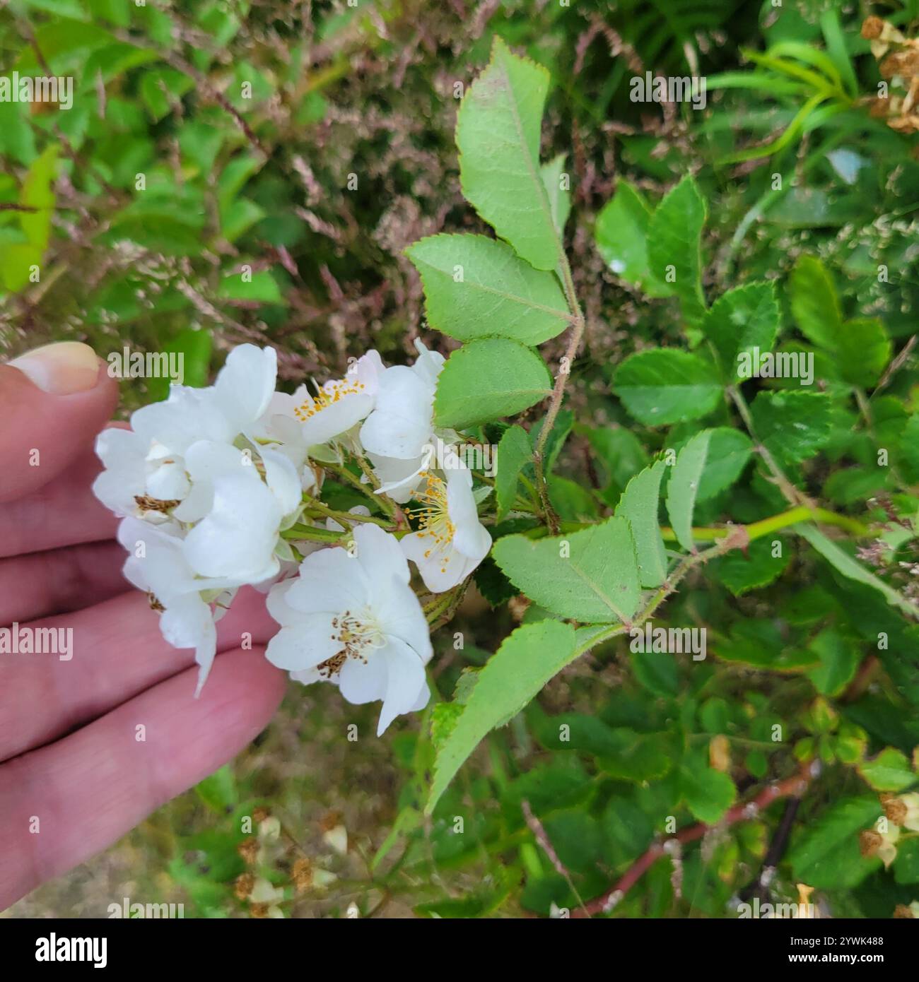 multiflora rose (Rosa multiflora Stock Photo - Alamy