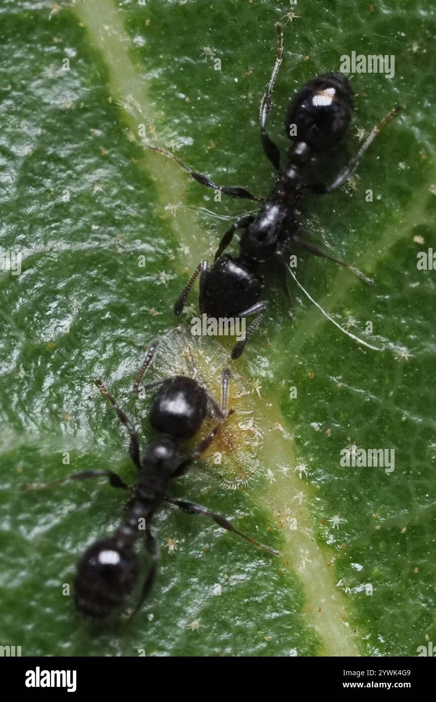 (Temnothorax obturator) Stock Photo