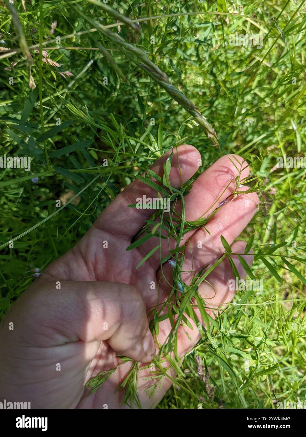 Smooth Tare Vicia Tetrasperma Stock Photo Alamy smooth-tare-vicia-tetrasperma-stock-photo-alamy