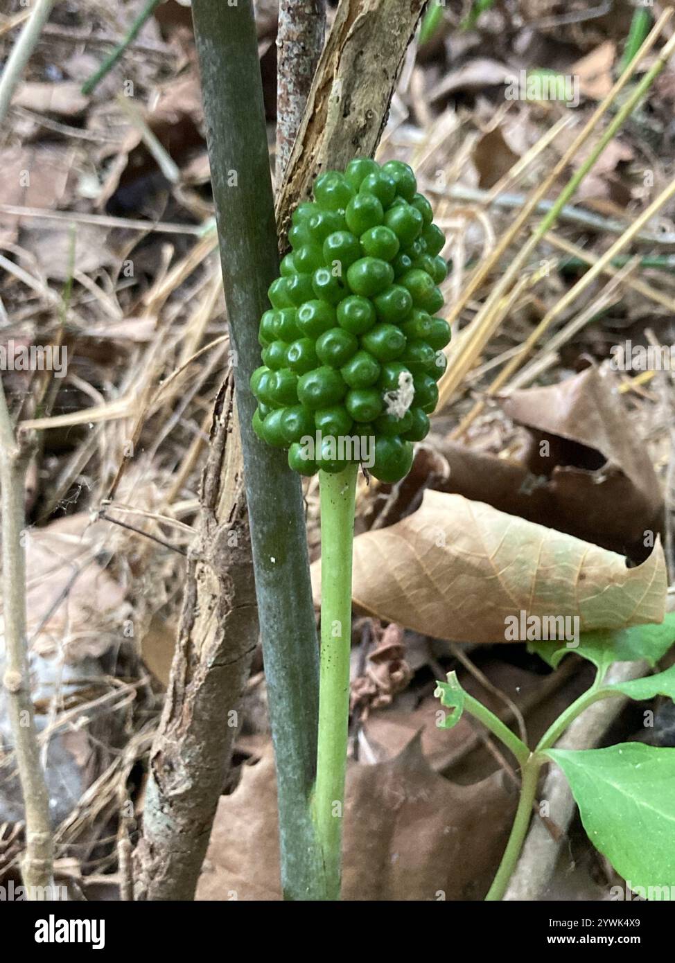 green dragon (Arisaema dracontium Stock Photo - Alamy