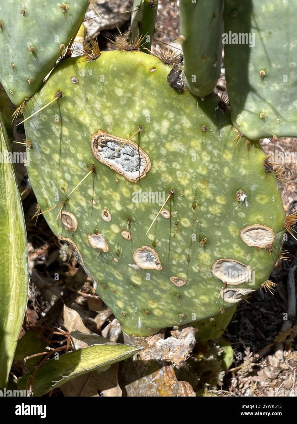 Prickly Pear Leaf Spot (Phyllosticta concava Stock Photo - Alamy