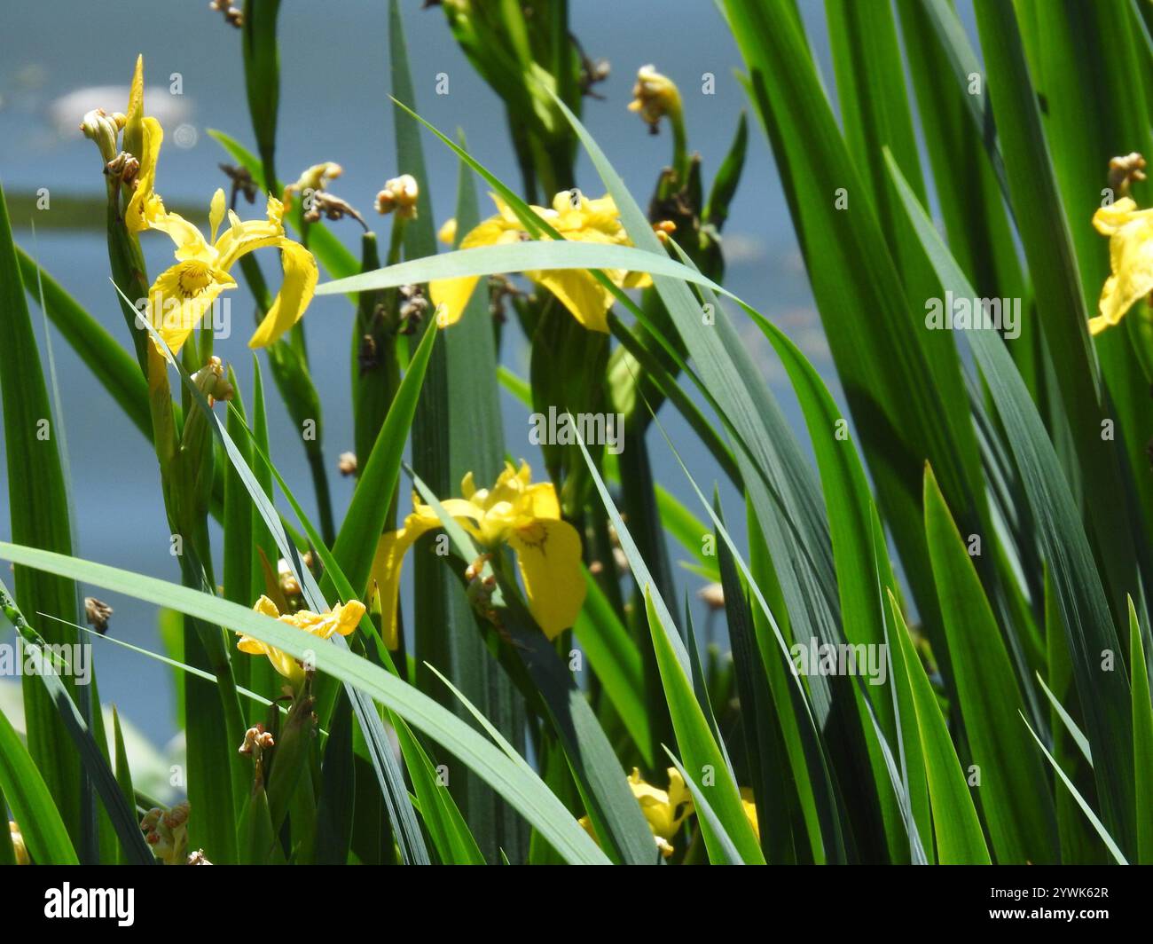 Yellow Iris Iris Pseudacorus Stock Photo Alamy