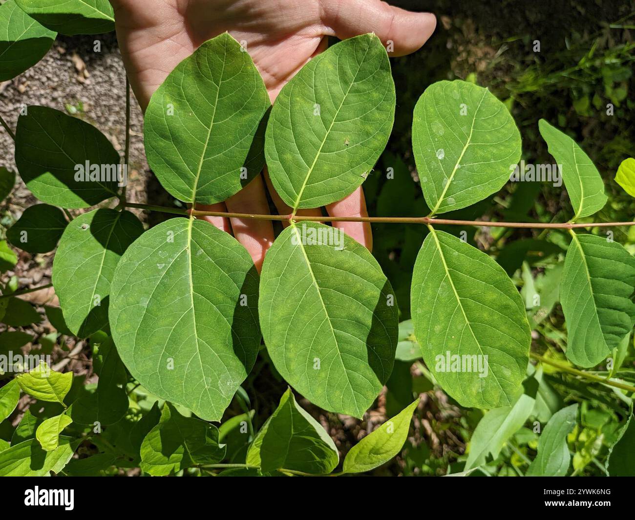 spreading dogbane (Apocynum androsaemifolium Stock Photo - Alamy