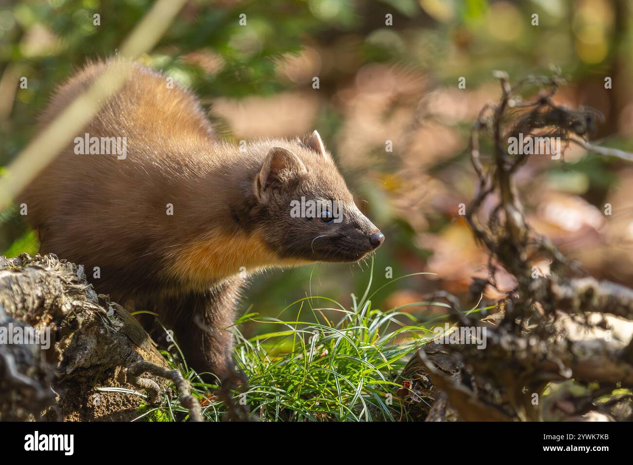 Baummarder im Morgenlicht Stock Photo