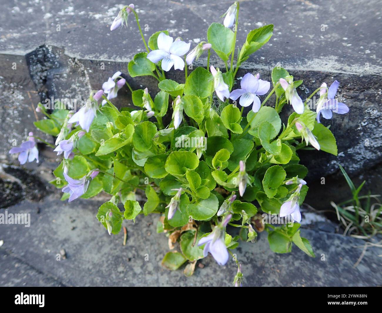 Labrador Violet Invasive Labradorica hi-res stock photography and images - Alamy
