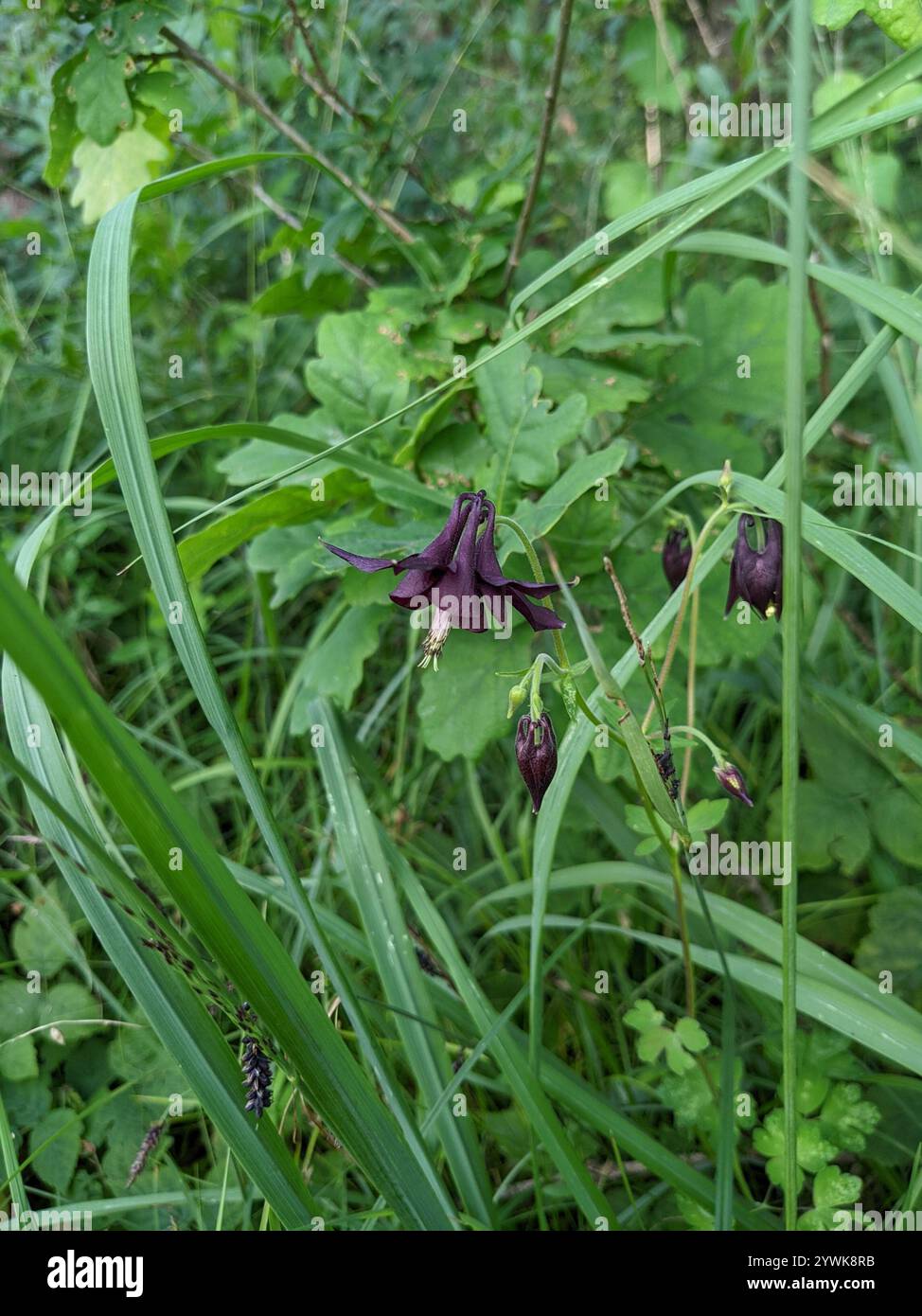 BLACK BARLOW - Columbine, Granny's Bonnet - 50 Seeds (Aquilegia vulgaris