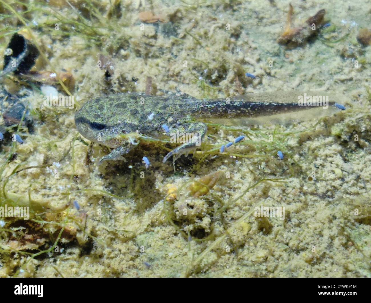 Frogs and Toads (Anura Stock Photo - Alamy