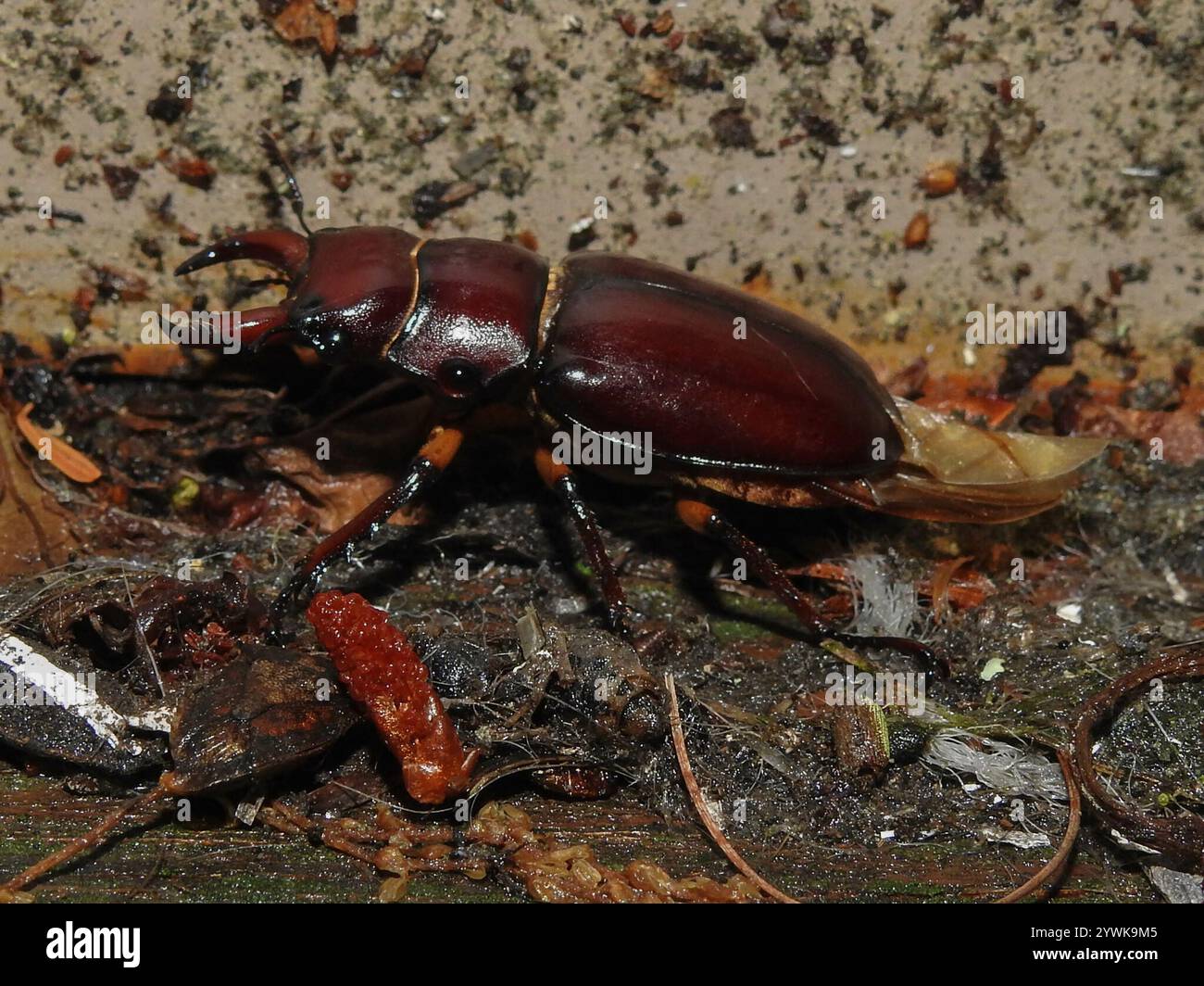 Reddish brown stag beetle lucanus capreolus stock photo alamy
