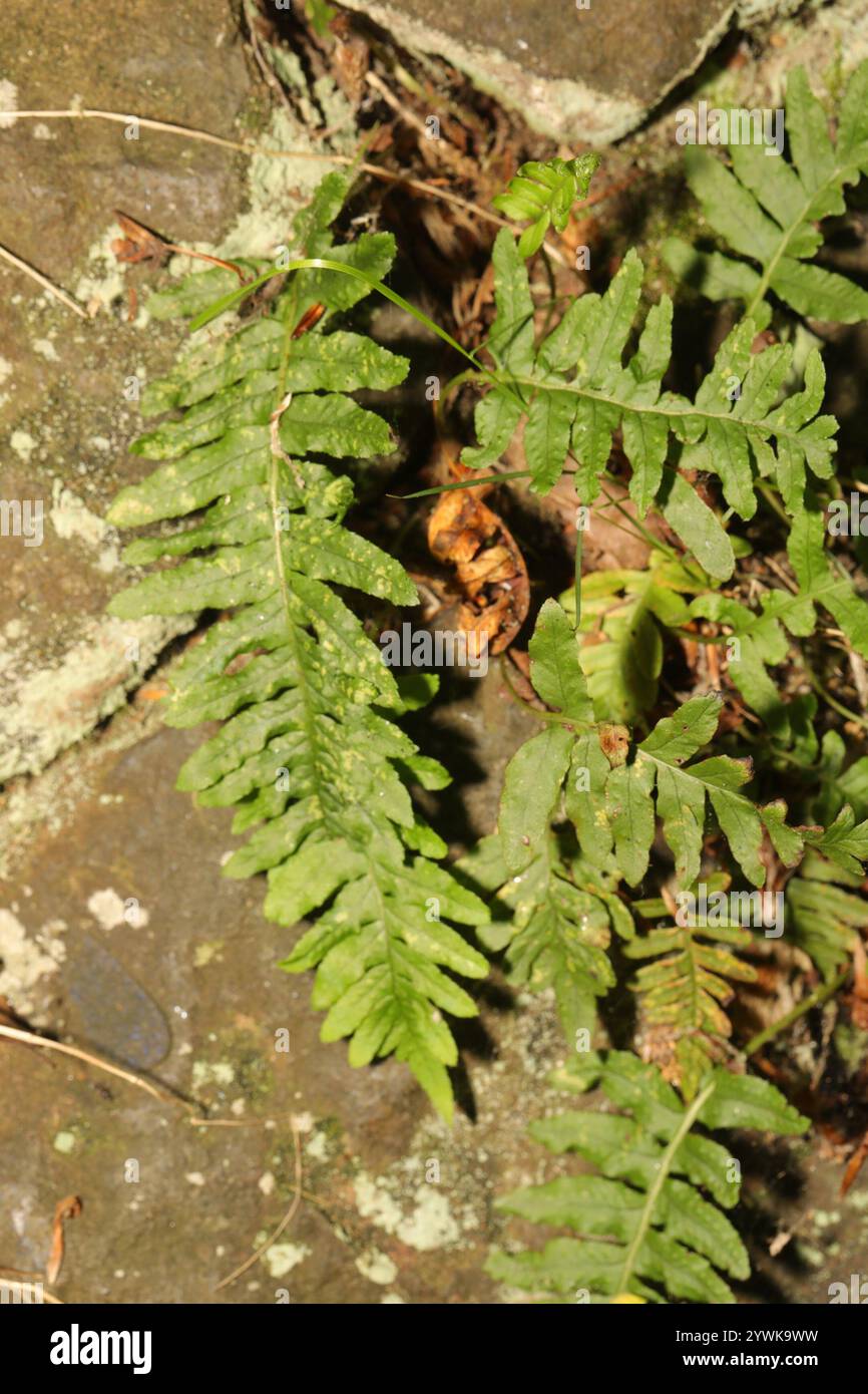 polypody ferns (Polypodium Stock Photo - Alamy